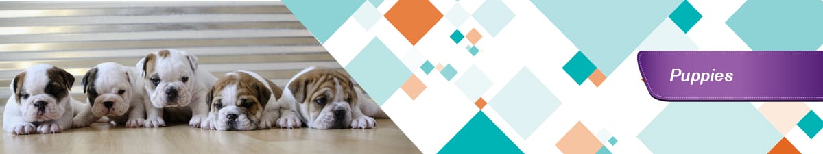 English bulldog puppies & French Bulldog Current Puppies for Sale | Past French & English Bulldog Puppies
