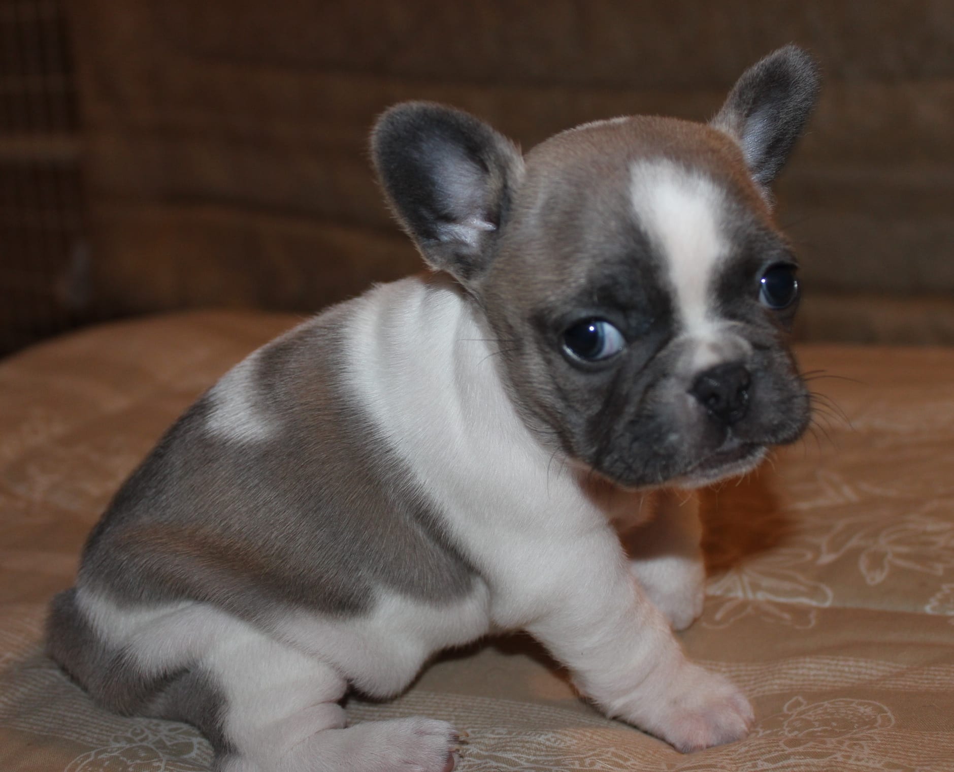 Bulldog puppy training