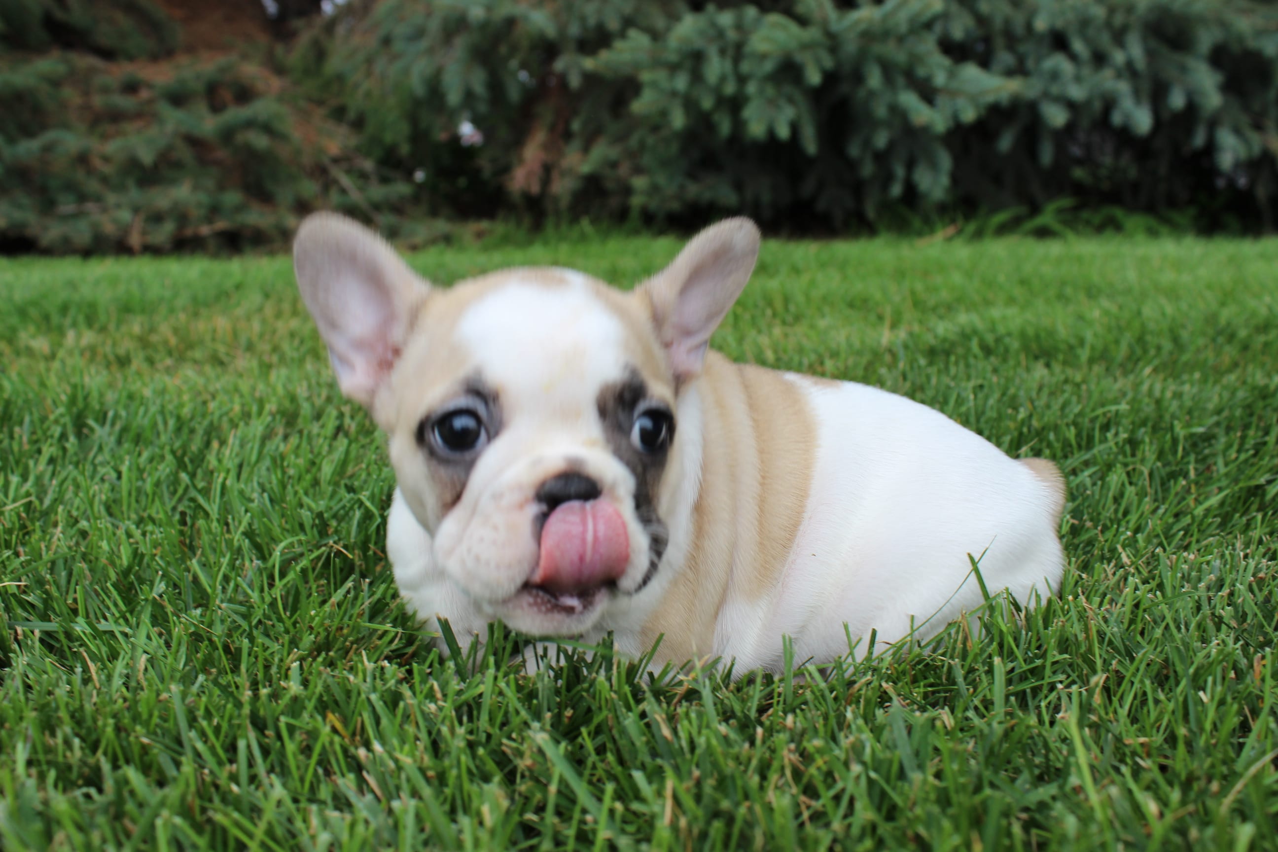 Feeding Bulldog puppies