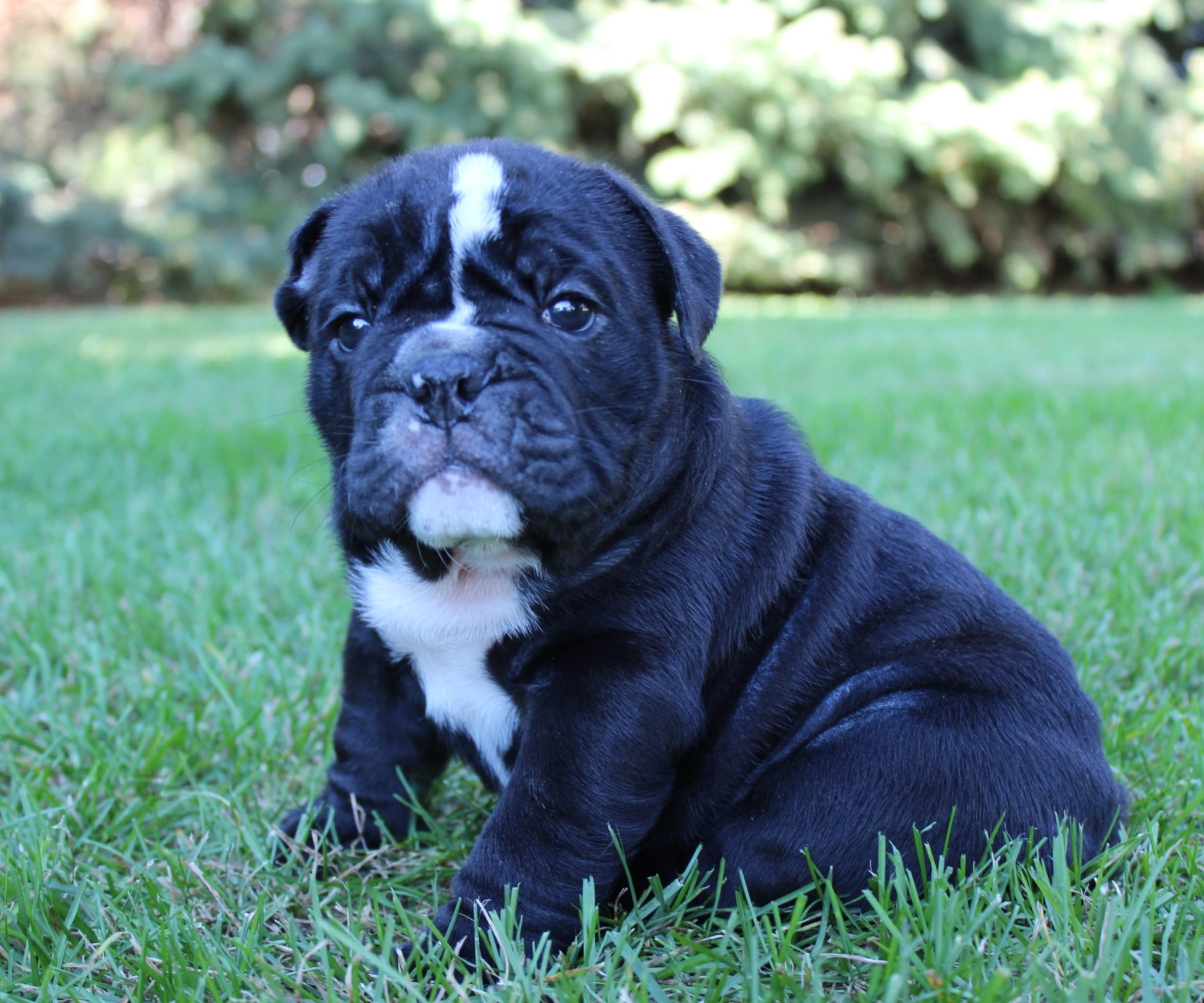 Bulldog Puppy Grooming