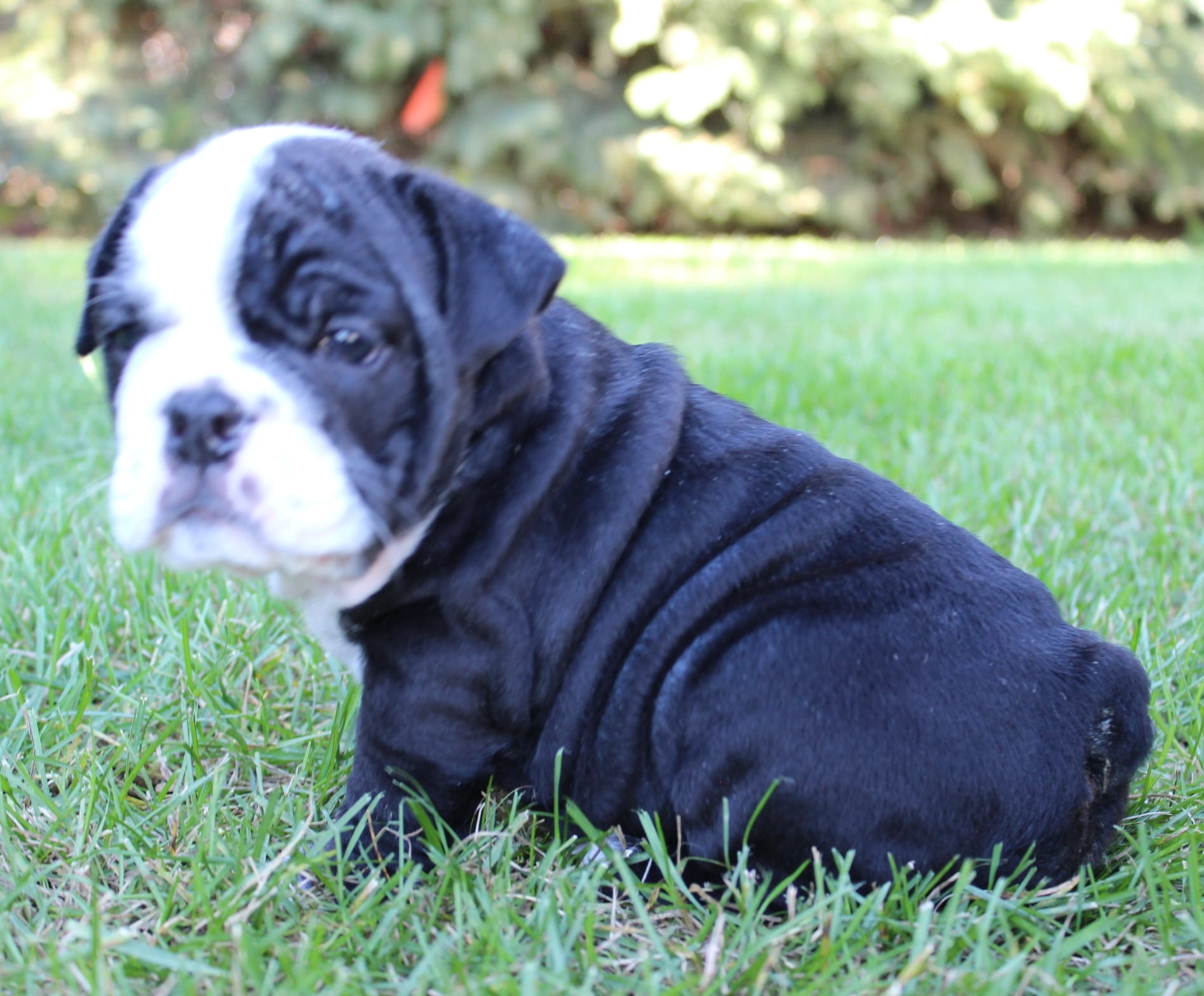 How to Potty Training a Puppy?