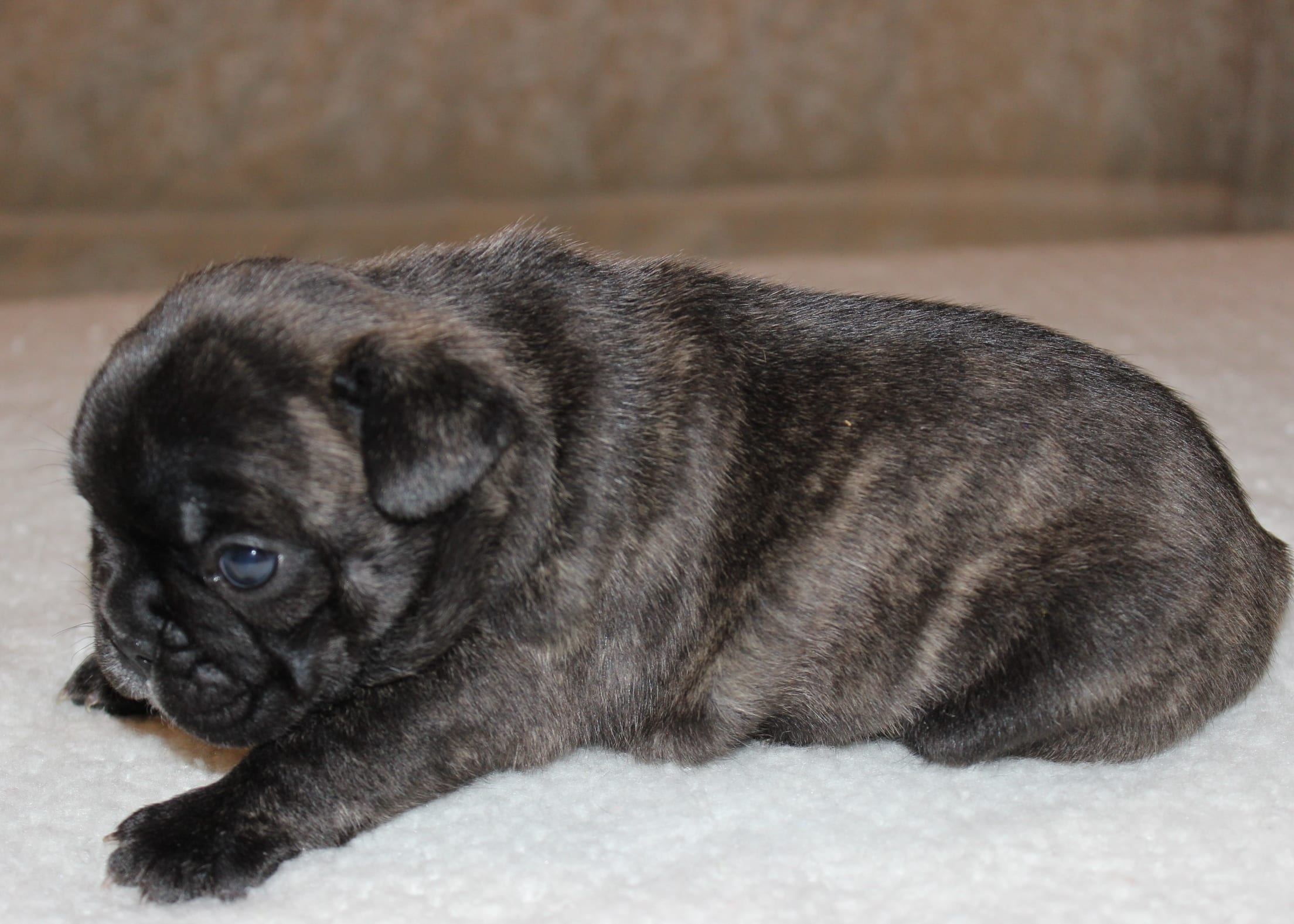 Naming Your Male Puppy