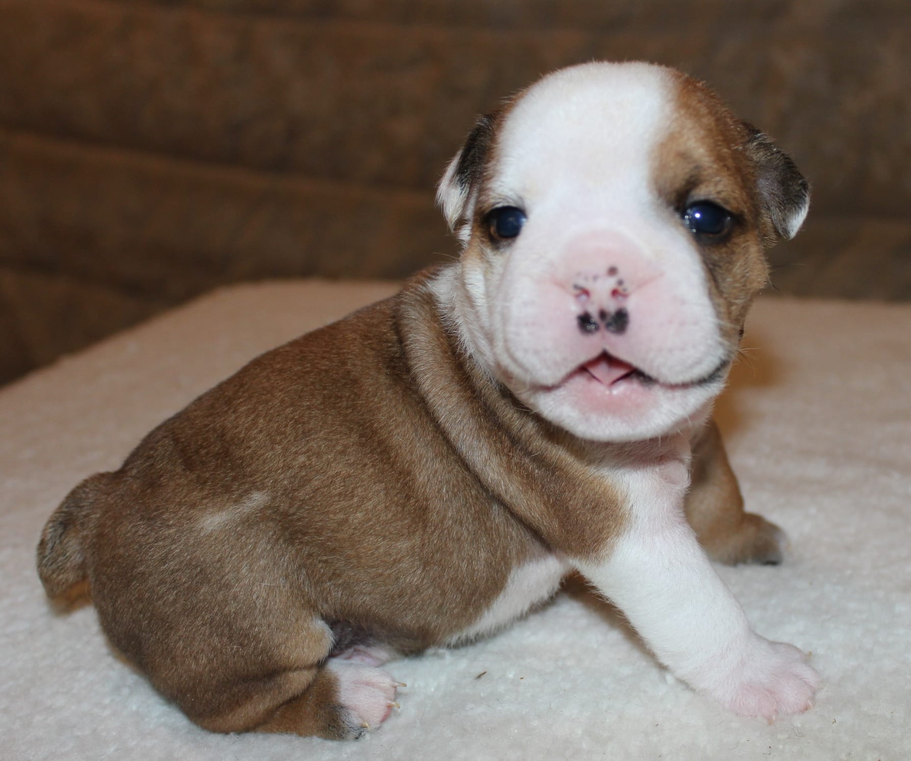 English Bulldogs Facts