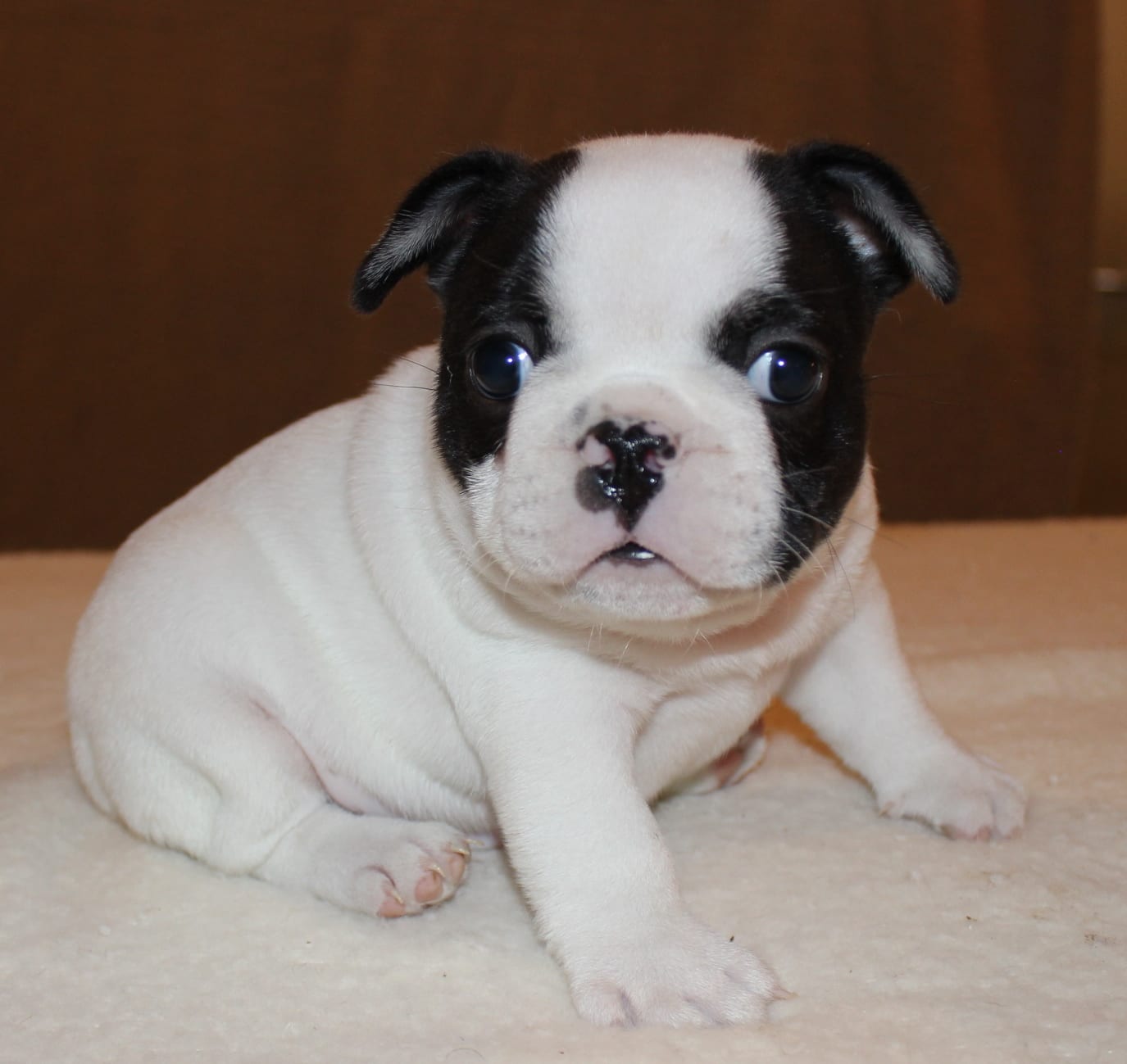 Prevent Puppy From Biting