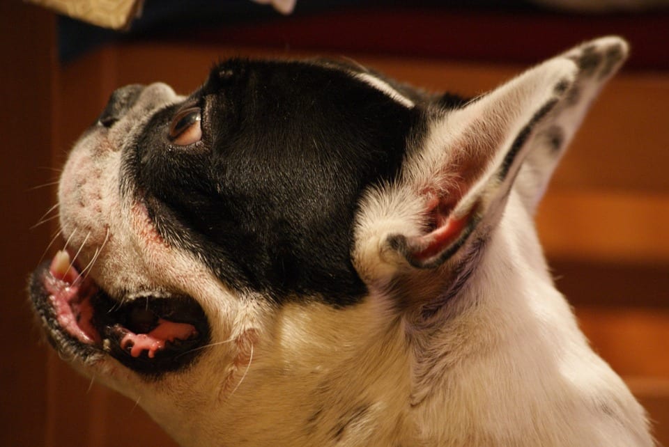 Teach Your Puppy These 5 Basic Commands