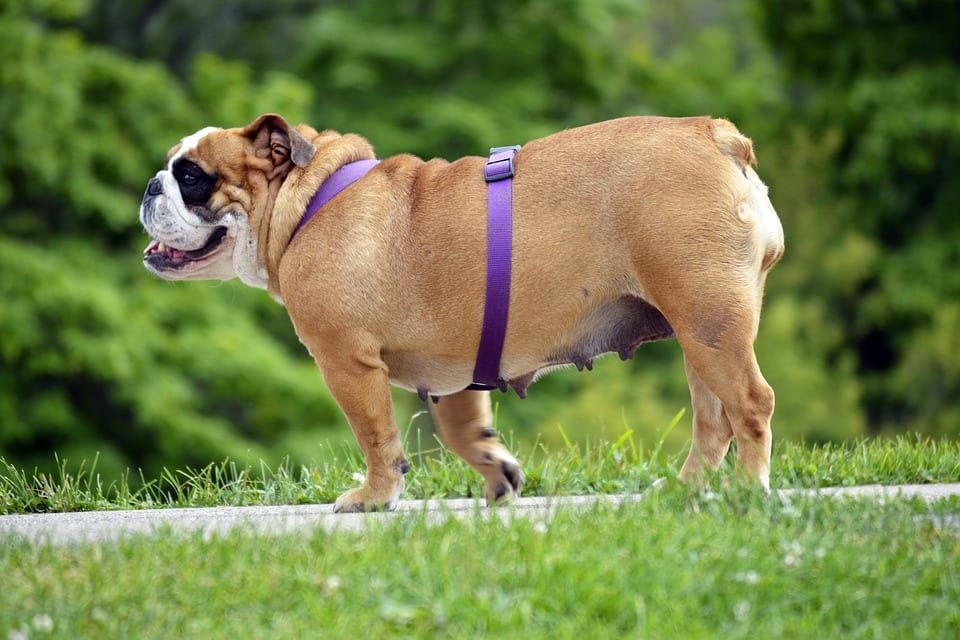Things You Should Know About Dog Obesity