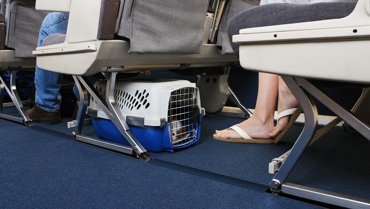 Traveling Safely with Dog