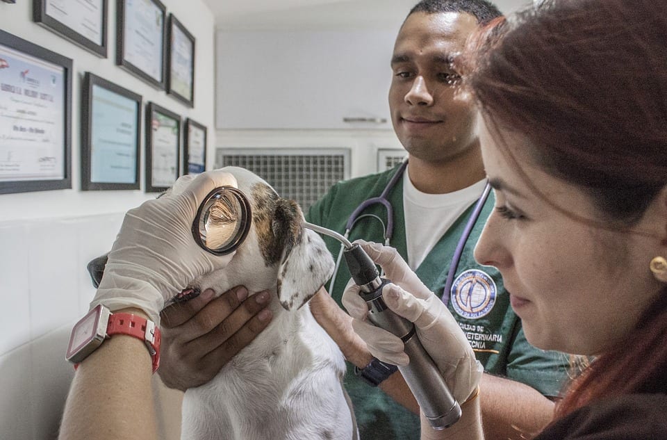 When Should I Call the Vet?