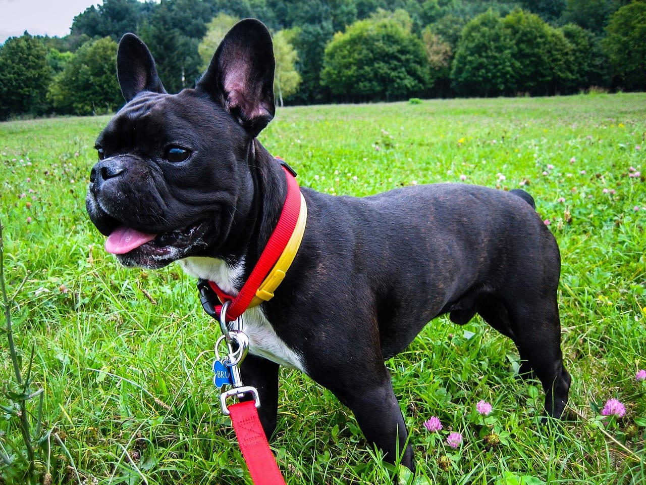 Prevent French Bulldog Overheating