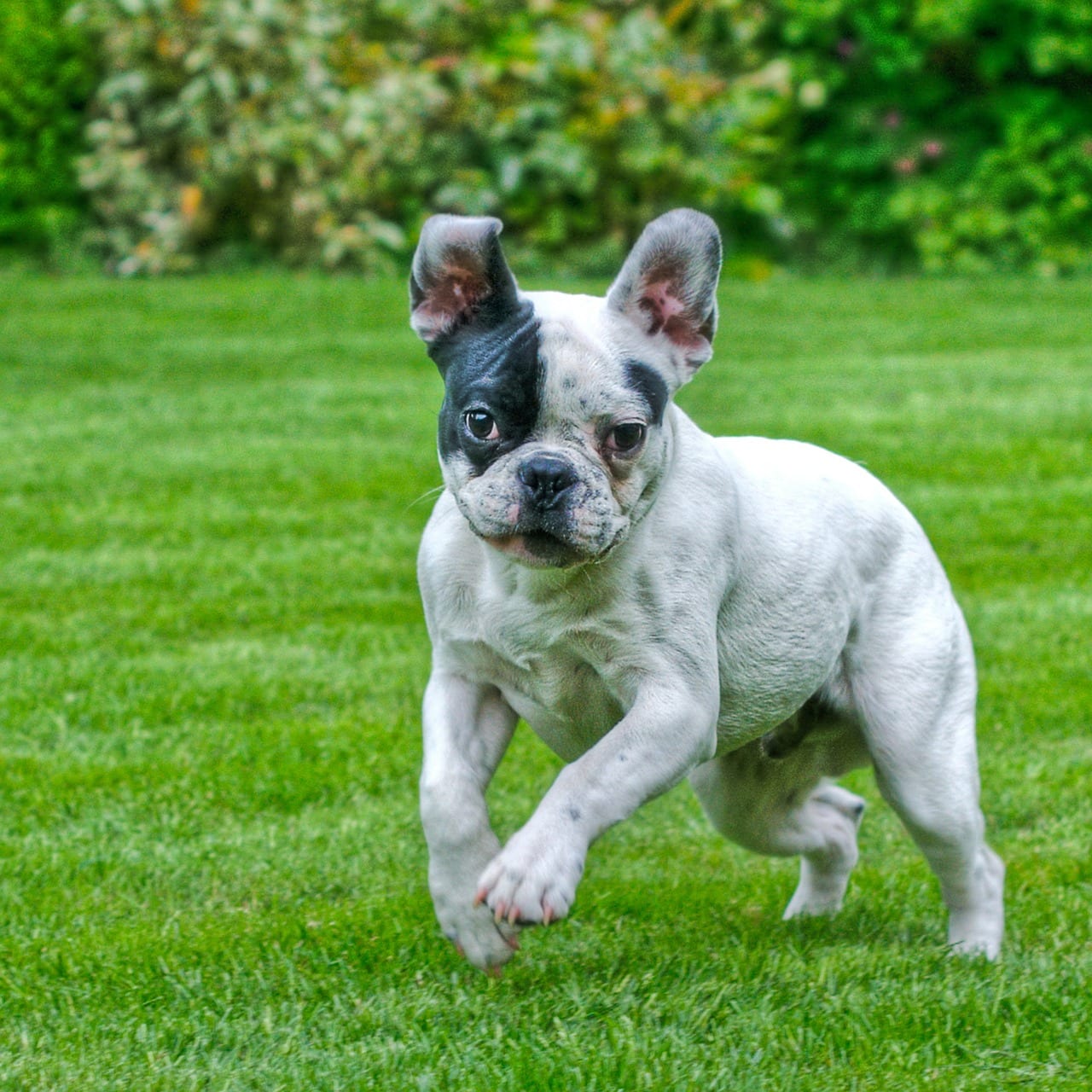 control bulldog jumping & biting