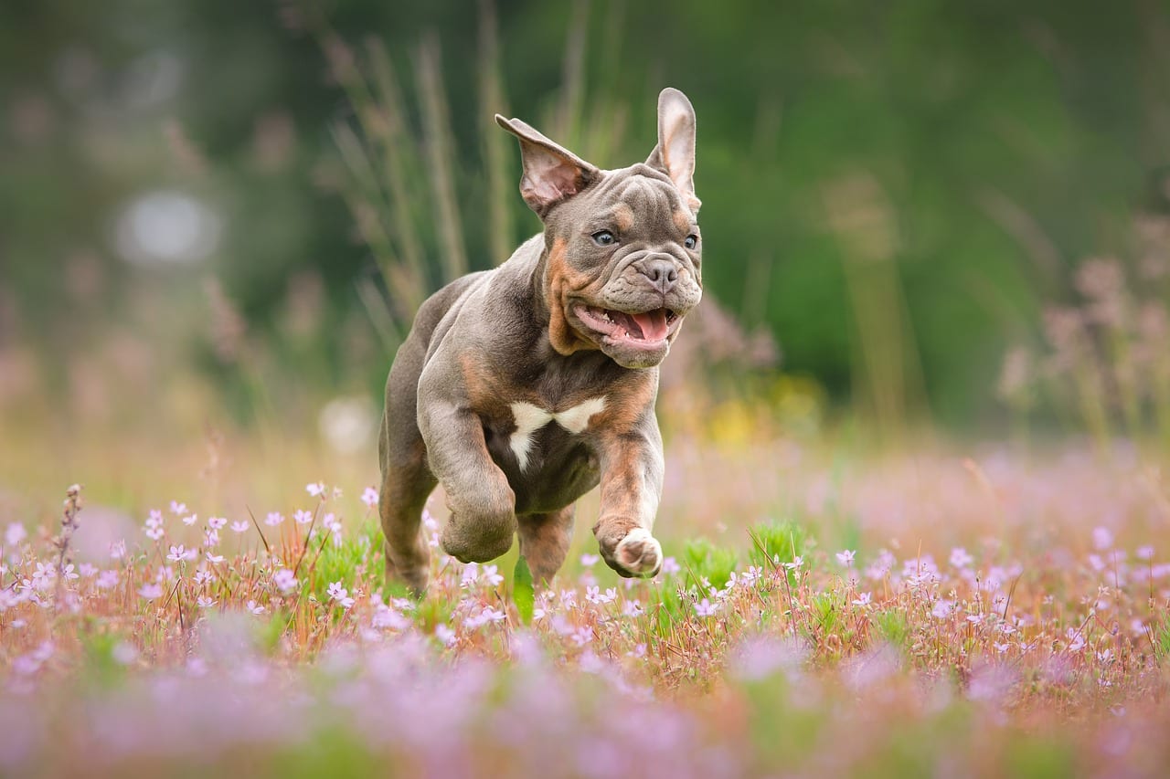 Tips to Get Rid of Bad Doggy Breath