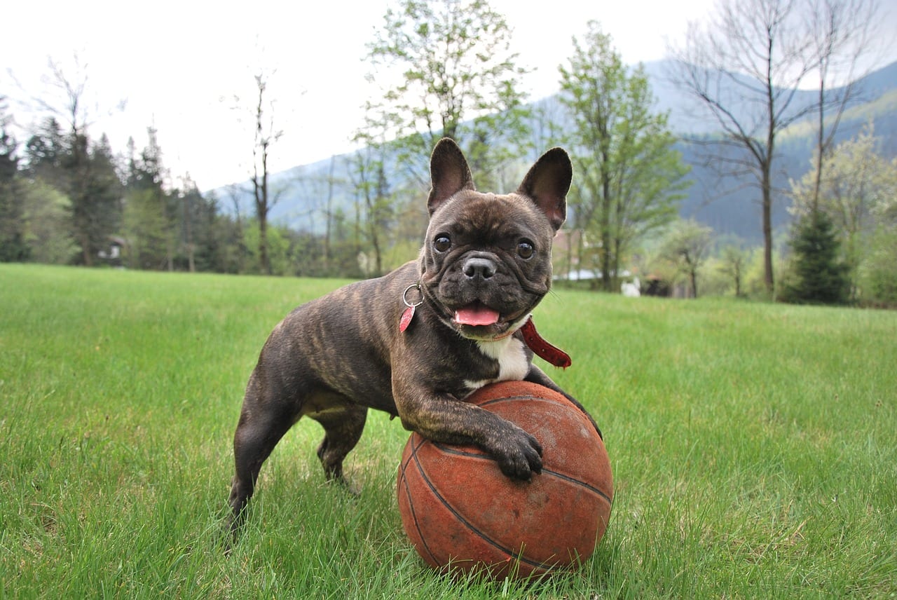 French Bulldog Exercise needs