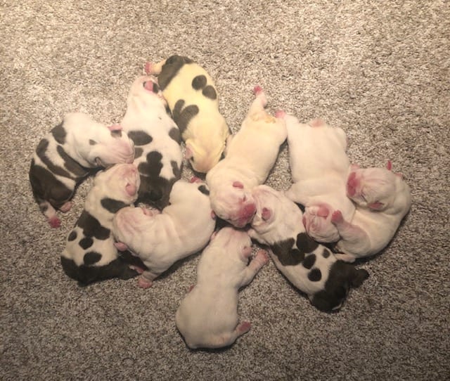 French Bulldog Colors