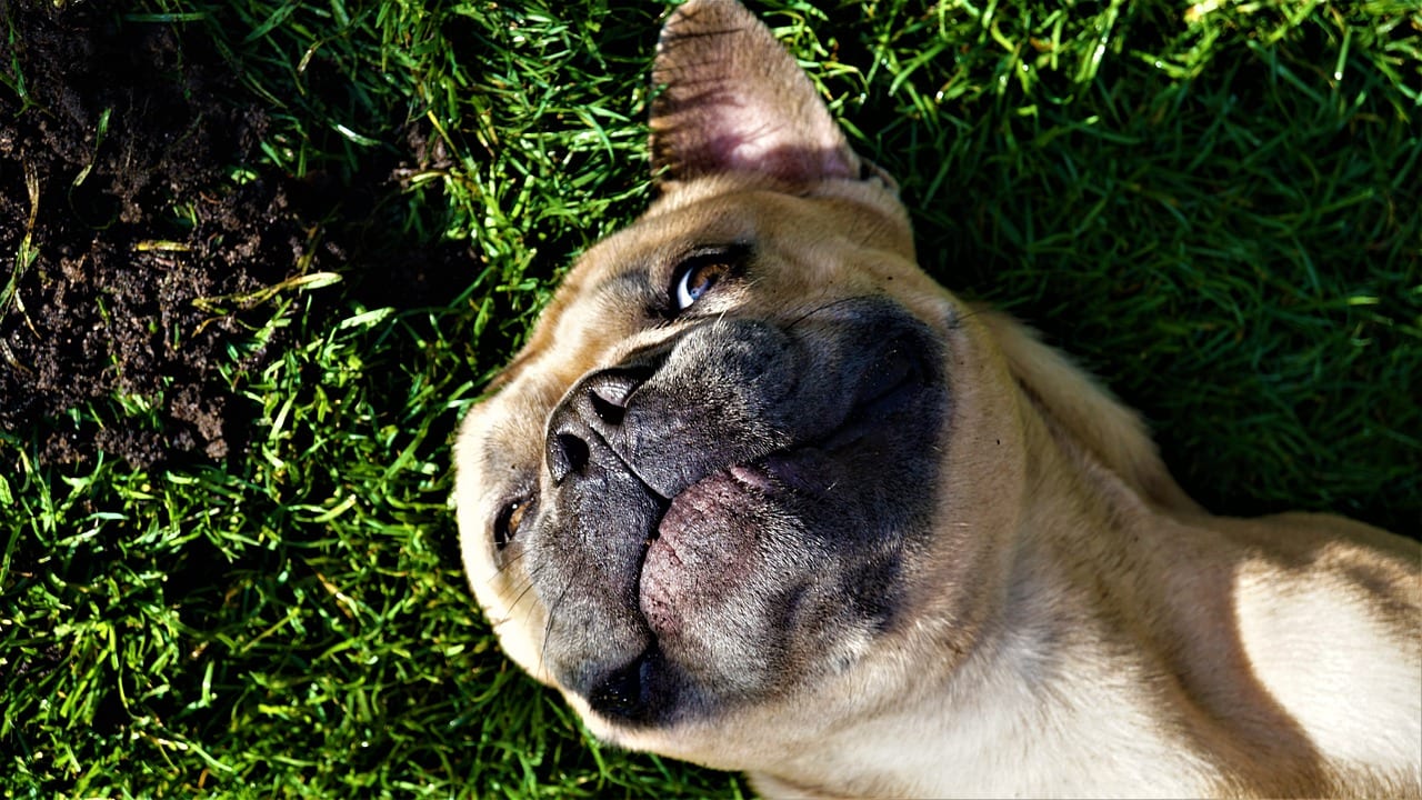 How To Get Dog To Stop Digging