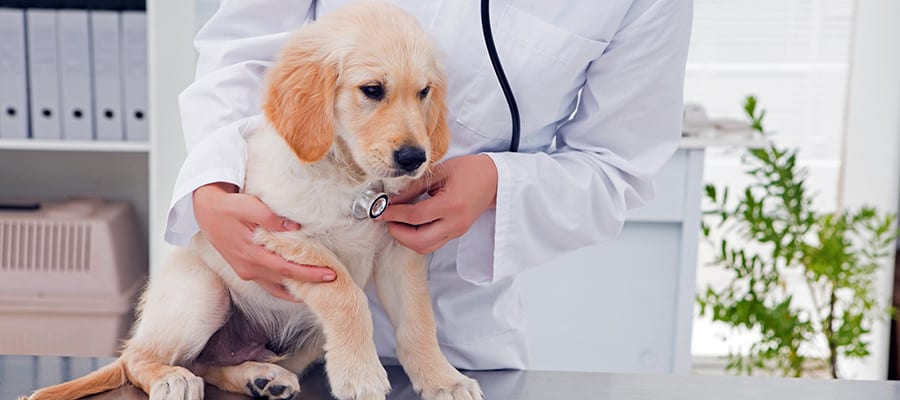 Is Pet Insurance Worth It?