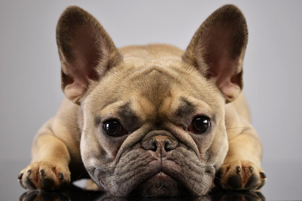 How to Clean a Dog’s Ears