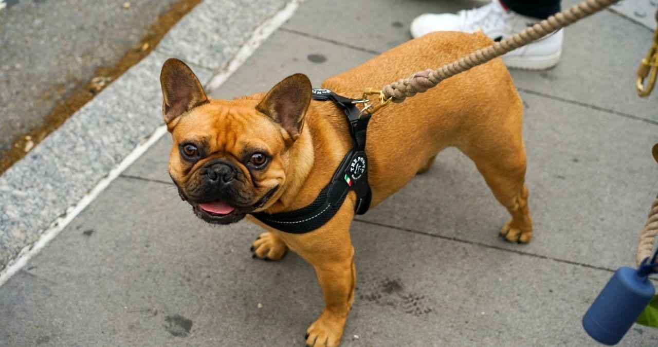 pet theft