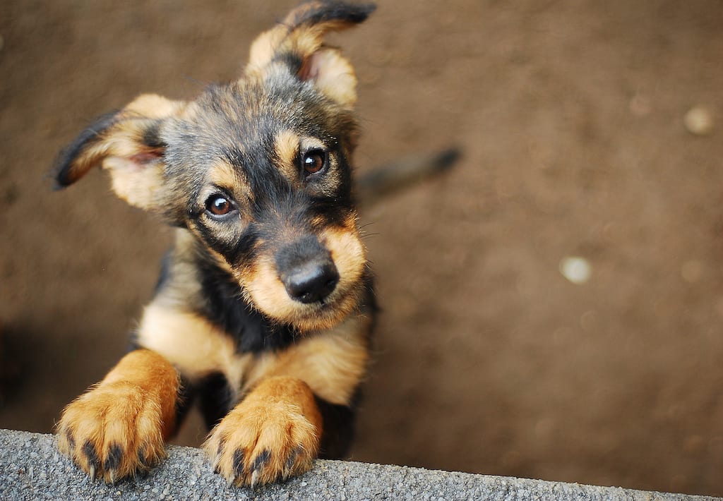 Taking Pictures of your Dog