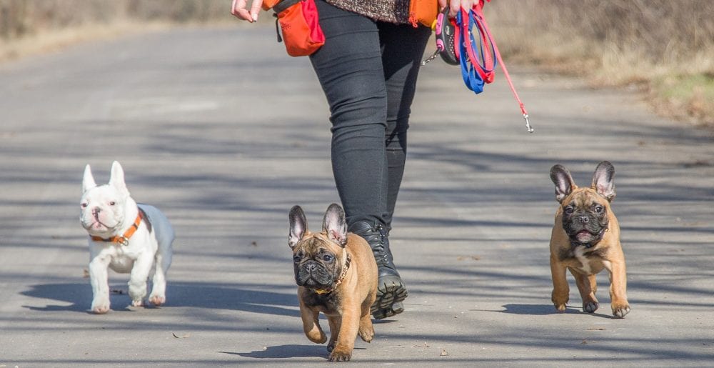 Walking French Bulldogs
