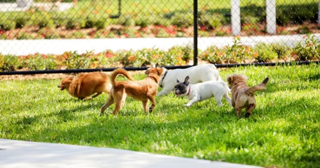 Dog Park