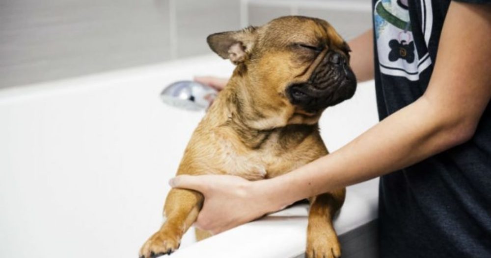 Grooming Tips
