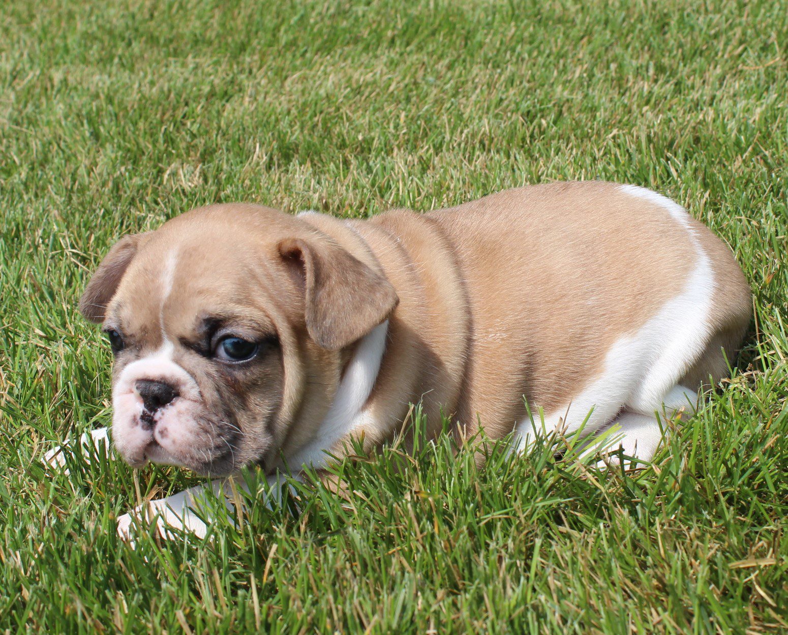Flying With A French Bulldog